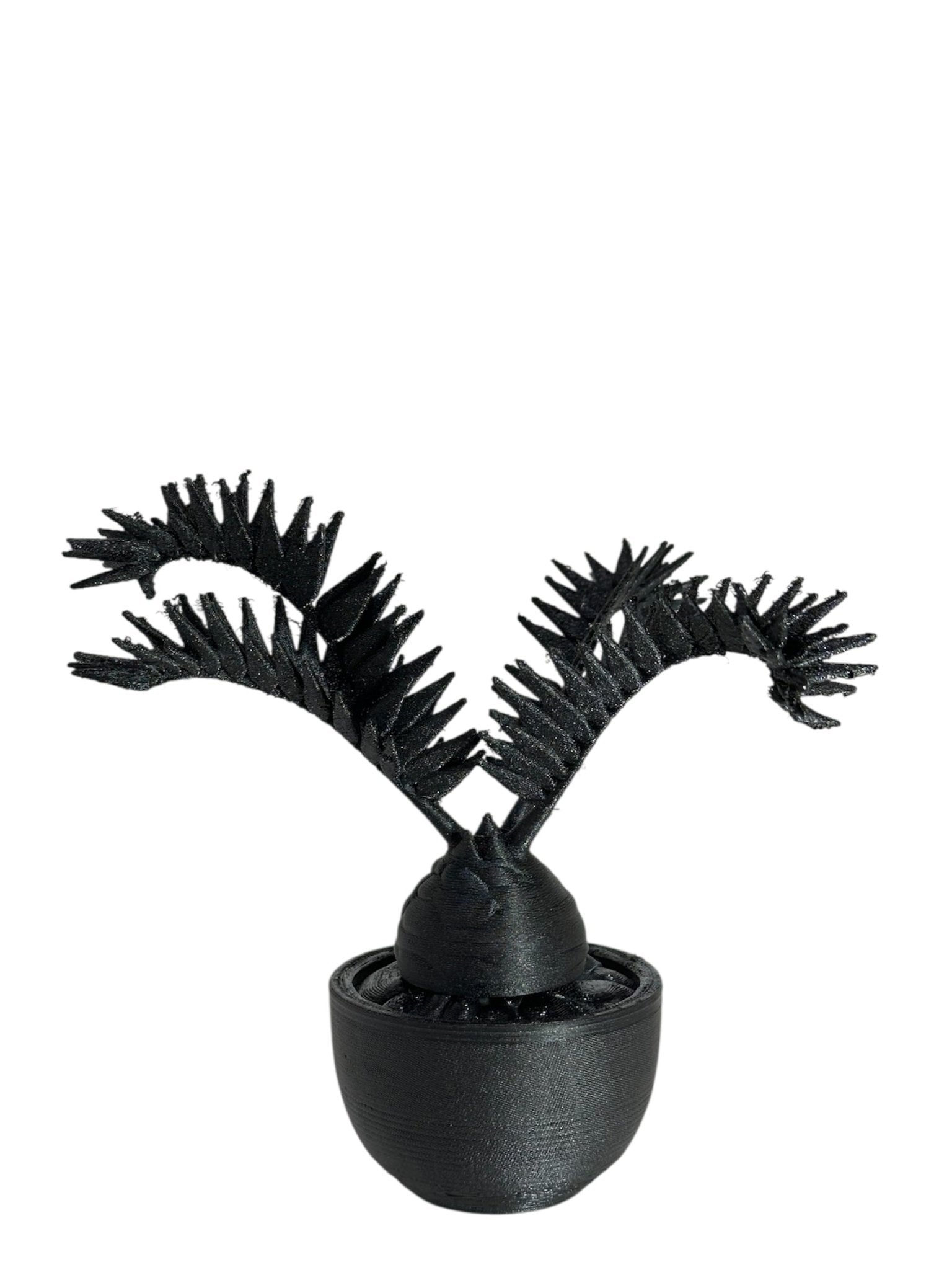 黑·植系列｜非洲霸王蘇鐵 - 朽根造｜kyukonzo.co