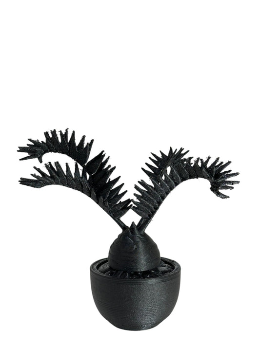 黑·植系列｜非洲霸王蘇鐵 - 朽根造｜kyukonzo.co