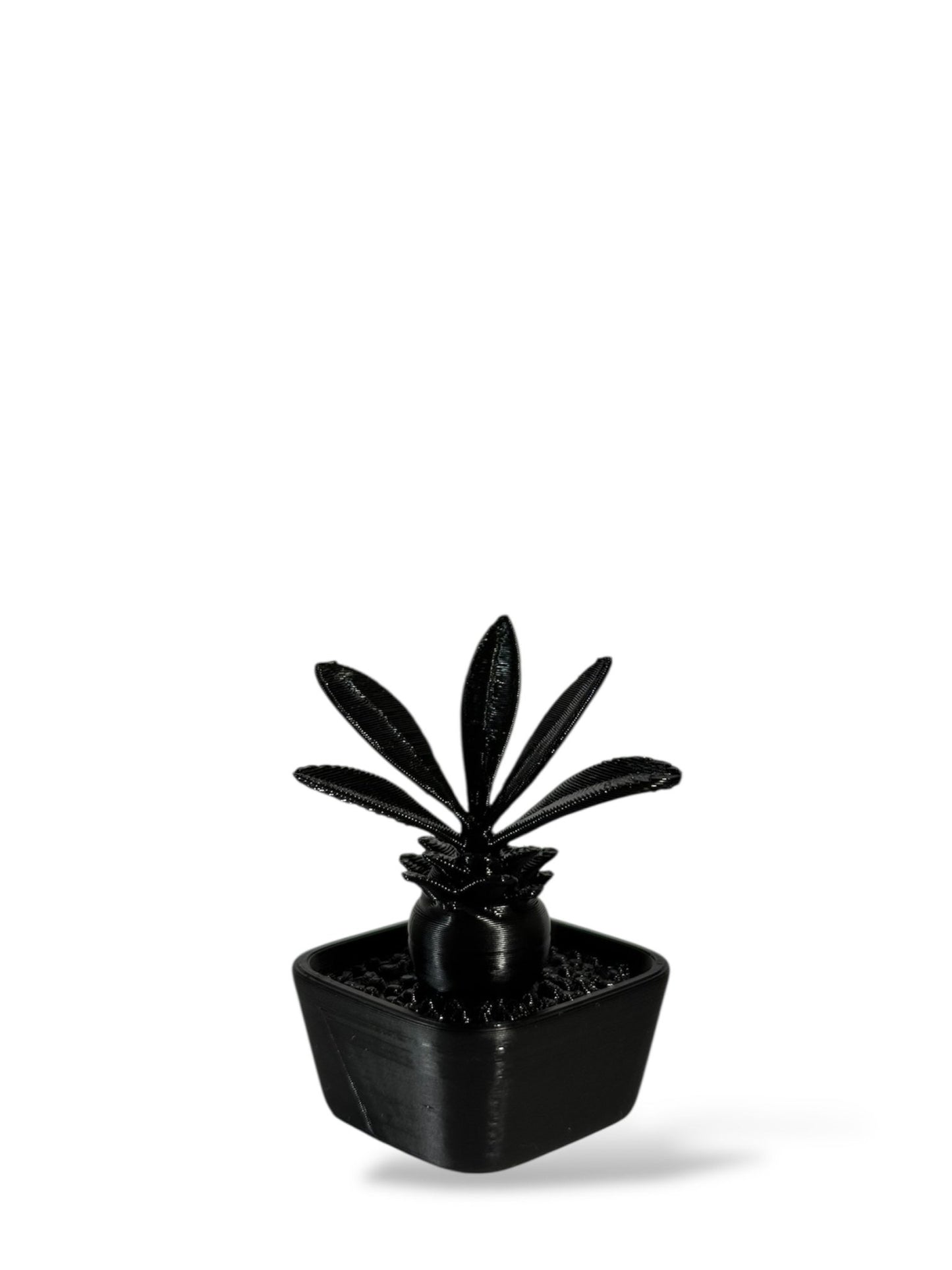 黑·植系列｜靜物單植擺飾 - 朽根造｜kyukonzo.co