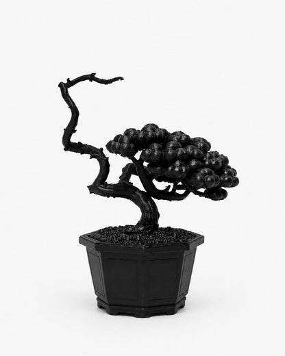黑．盆系列｜枯．柏 - 朽根造｜kyukonzo.co