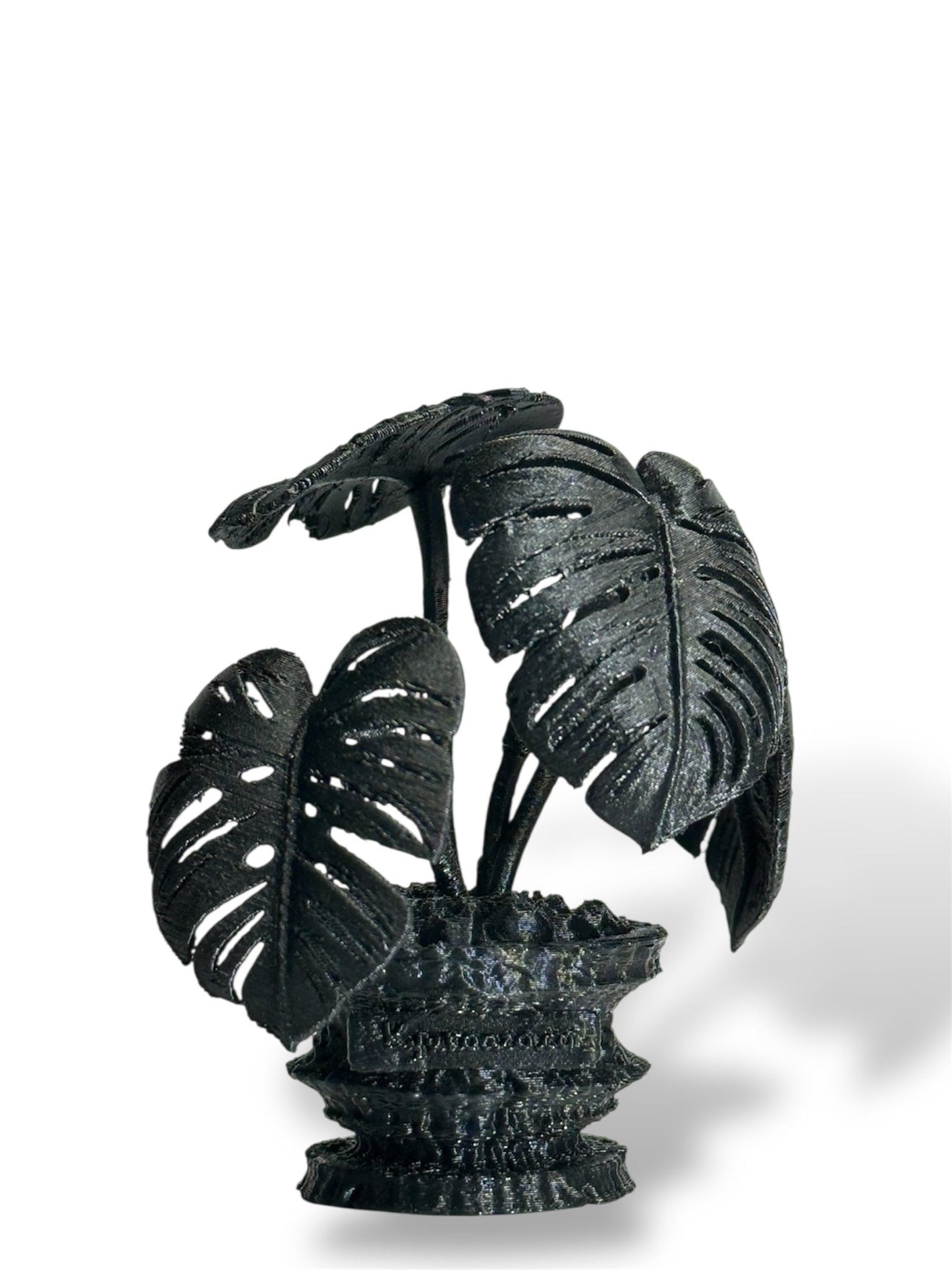 黑·植系列｜龜背芋 - 朽根造｜kyukonzo.co