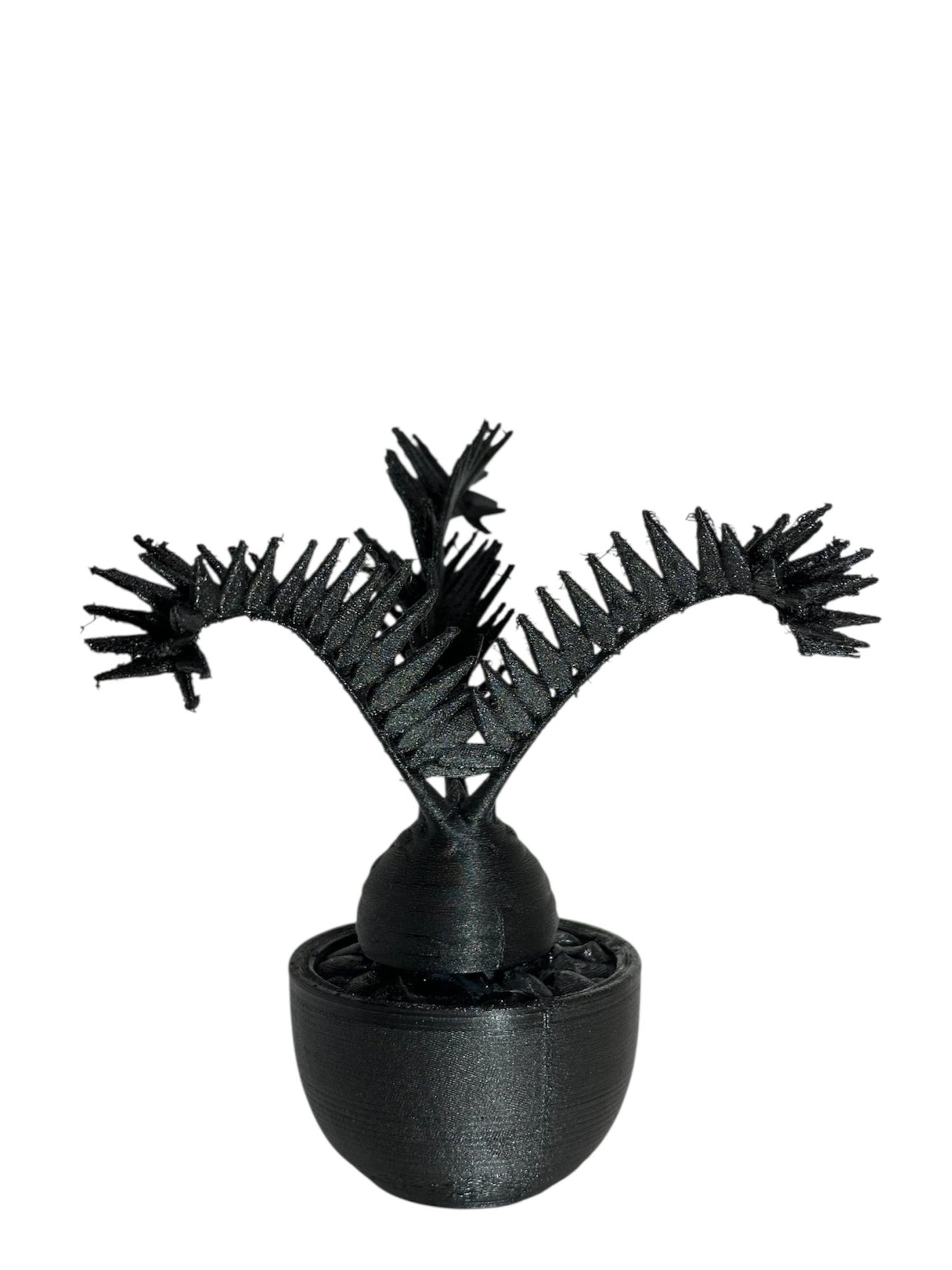 黑·植系列｜非洲霸王蘇鐵 - 朽根造｜kyukonzo.co